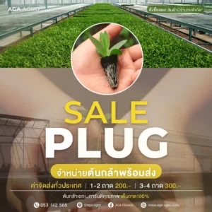 SALE PLUG จำหน่ายต้นกล้าพร้อมส่ง