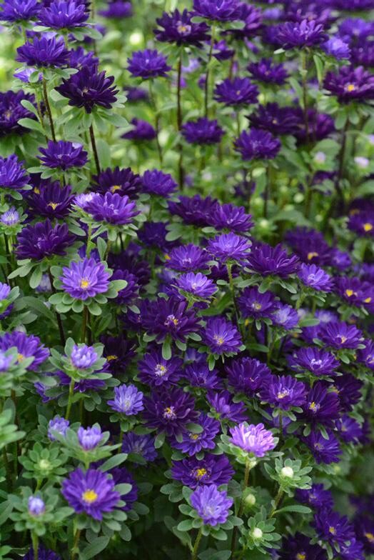 แอสเตอร์ เซเรเนด Serenade