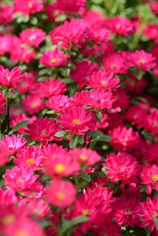 แอสเตอร์ เซเรเนด Serenade - Image 8