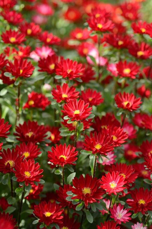 แอสเตอร์ เซเรเนด Serenade - Image 7