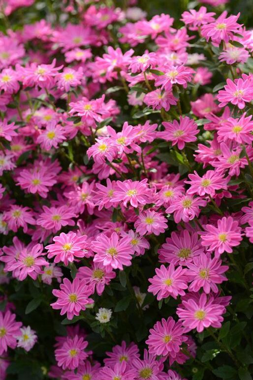 แอสเตอร์ เซเรเนด Serenade - Image 6