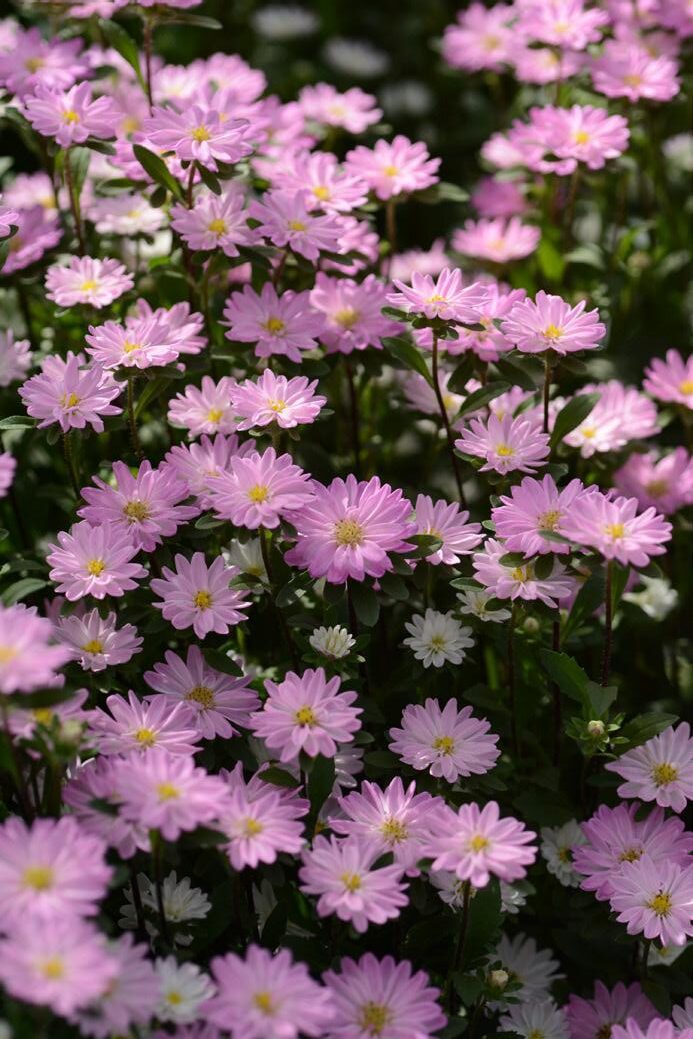 แอสเตอร์ เซเรเนด Serenade - Image 5