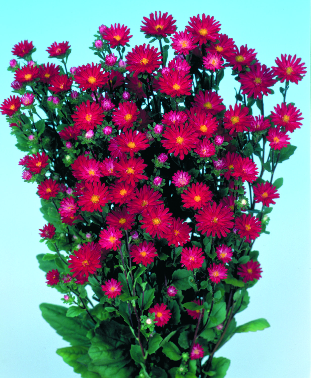 แอสเตอร์ เซเรเนด Serenade - Image 4