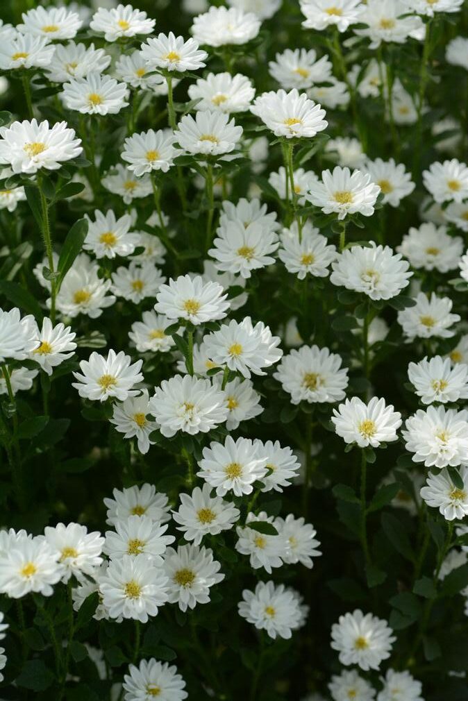 แอสเตอร์ เซเรเนด Serenade - Image 3