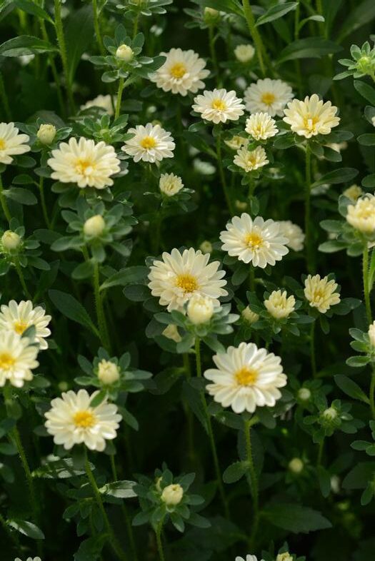 แอสเตอร์ เซเรเนด Serenade - Image 2