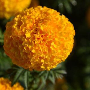 ซันชายน์ ดีพ โกลด์ พลัส  Sunshine Deep Gold Plus