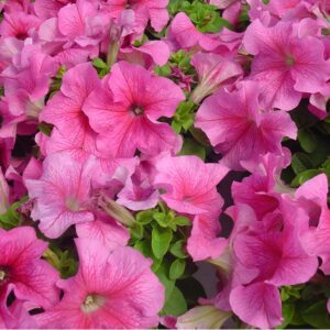 พิทูเนียดอกใหญ่ ลิมโบ้ Limbo