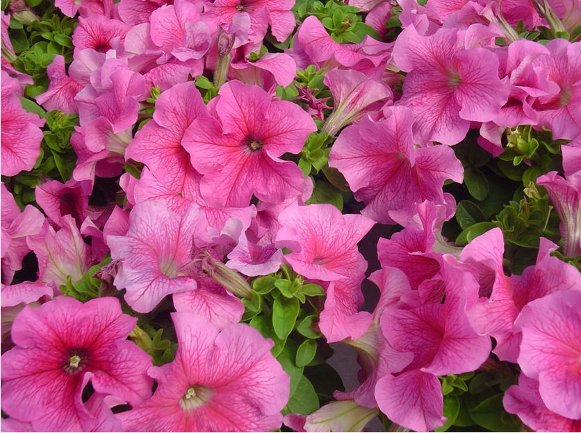 พิทูเนียดอกใหญ่ ลิมโบ้ Limbo