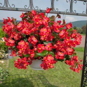 บีโกเนีย บิ๊ก Big