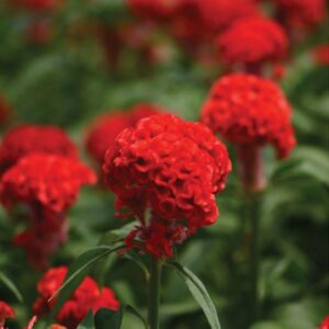 หงอนไก่ ชีฟ Chief