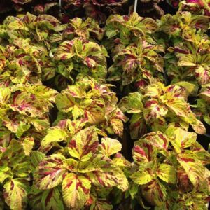 ฤษีผสม วิซาร์ด Wizard