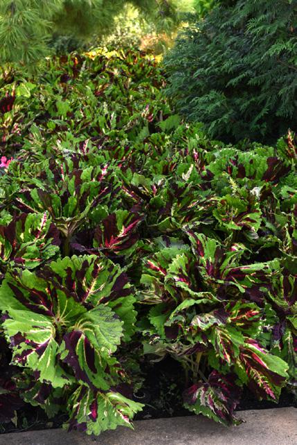 ฤษีผสม คอง Kong F1 - Image 5