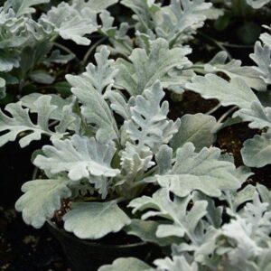 ดัสตี้ มิลเลอร์   Dusty Miller