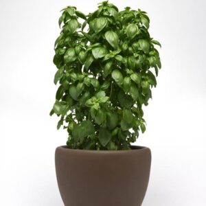 เอเวอร์ลีฟ เอ็มเมอรอล ทาวเวอร์