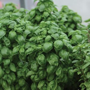 เอเวอร์ลีฟ เจนโนเวส