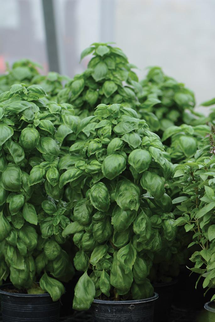 เอเวอร์ลีฟ เจนโนเวส