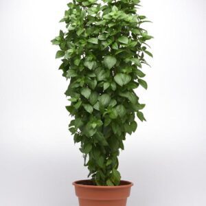 เอเวอร์ลีฟ ไทย ทาวเวอร์