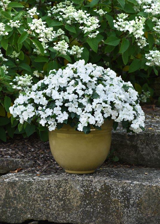 เทียนฝรั่ง บีค่อน Beacon - Image 13