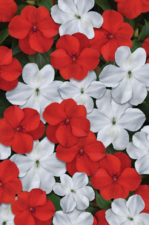 เทียนฝรั่ง บีค่อน Beacon - Image 6