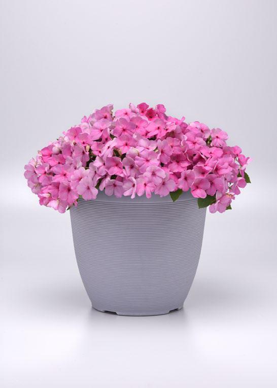 เทียนฝรั่ง บีค่อน Beacon - Image 5