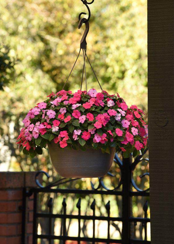 เทียนฝรั่ง บีค่อน Beacon - Image 2