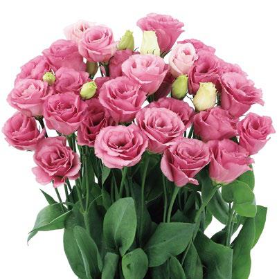 ลิซิแอนทัส โรซิต้า 3 - Image 18