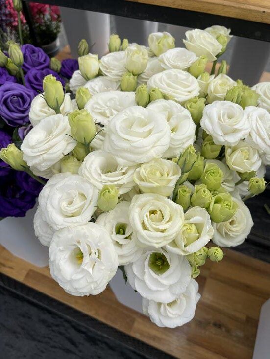 ลิซิแอนทัส โรซิต้า 3 - Image 16