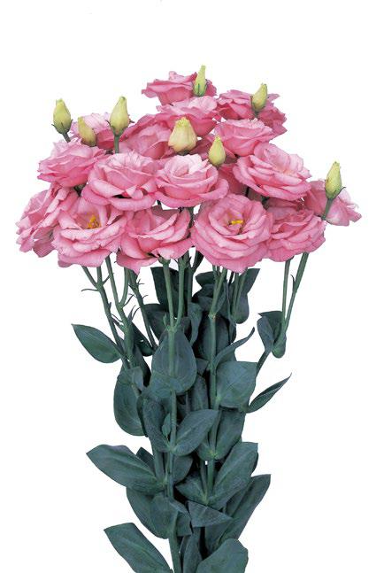 ลิซิแอนทัส โรซิต้า 3 - Image 9