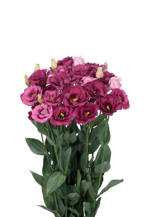 ลิซิแอนทัส โรซิต้า 3 - Image 7