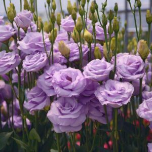 ลิซิแอนทัส โรซิต้า 3