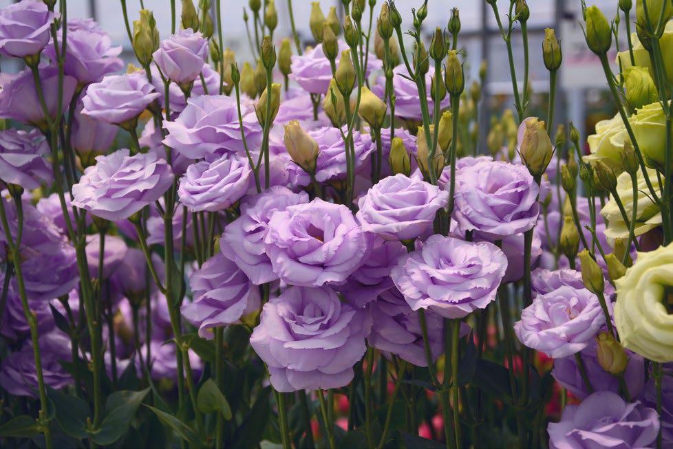 ลิซิแอนทัส โรซิต้า 3