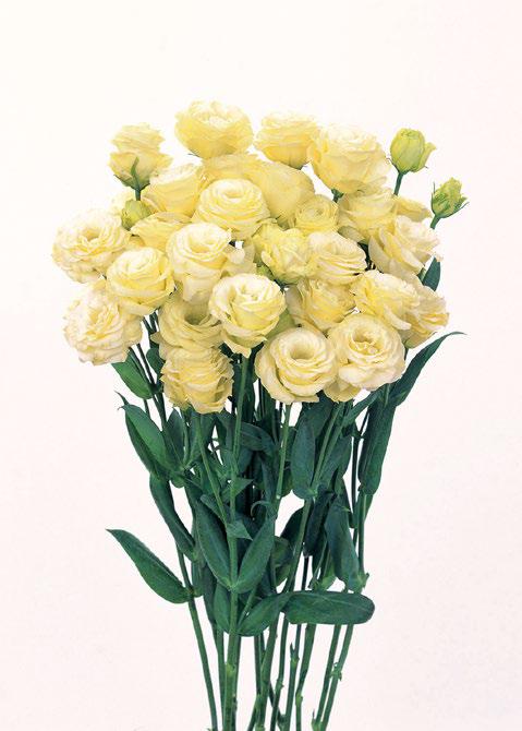 ลิซิแอนทัส โรซิต้า 3 - Image 5