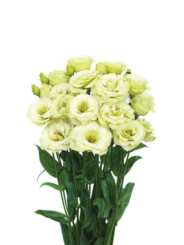 ลิซิแอนทัส โรซิต้า 3 - Image 3