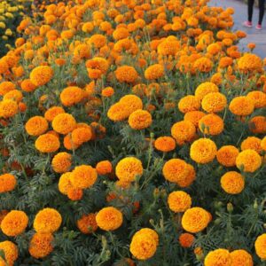 วังเวียง Vang Vieng