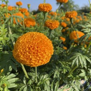 เบงกอล พลัส  Bengal Plus