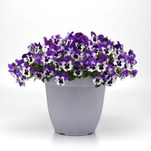 แพนซี พันธุ์เลื้อย ท็อปเวฟ