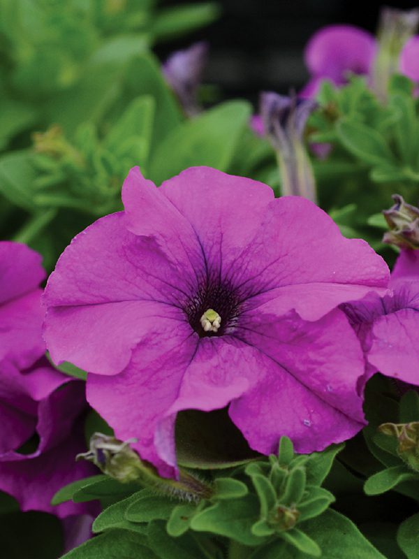 พิทูเนียดอกใหญ่ ลิมโบ้ Limbo - Image 6