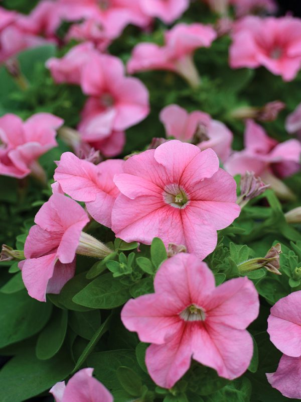 พิทูเนียดอกใหญ่ ลิมโบ้ Limbo - Image 5