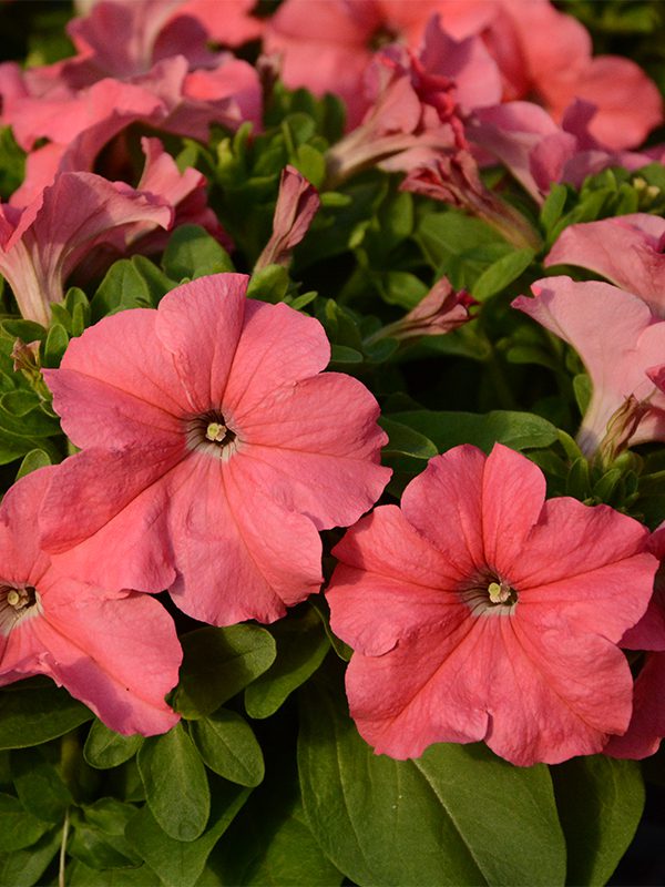 พิทูเนียดอกใหญ่ ลิมโบ้ Limbo - Image 4