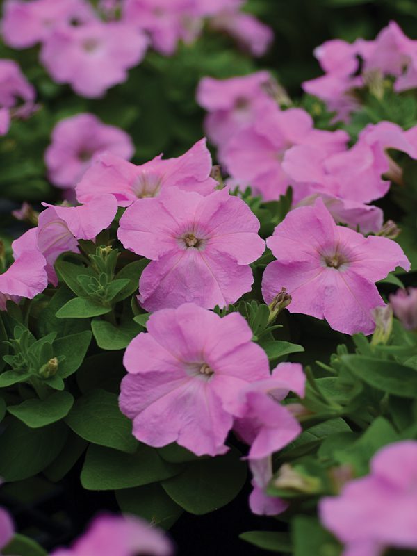 พิทูเนียดอกใหญ่ ลิมโบ้ Limbo - Image 3