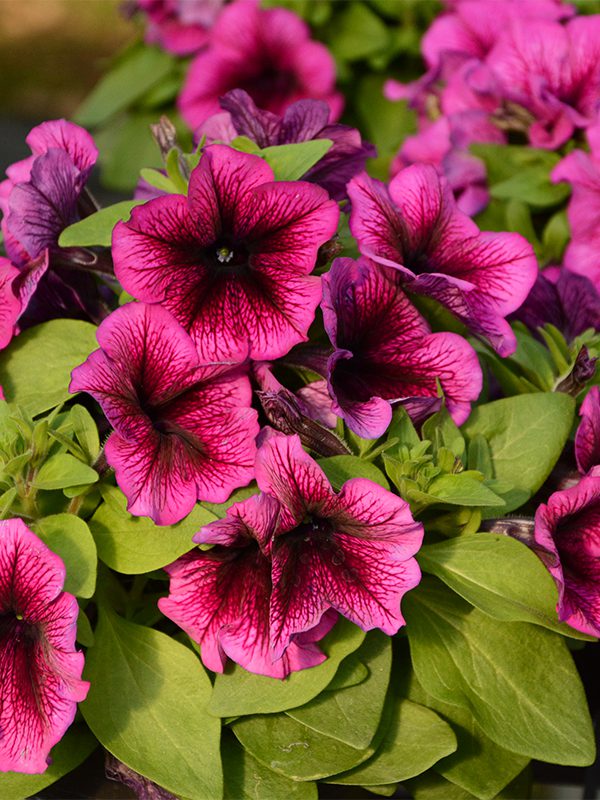 พิทูเนียดอกใหญ่ ลิมโบ้ Limbo - Image 2