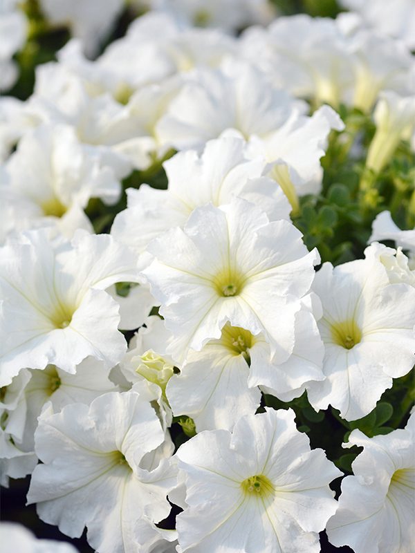 พิทูเนียดอกใหญ่ ลิมโบ้ Limbo - Image 8