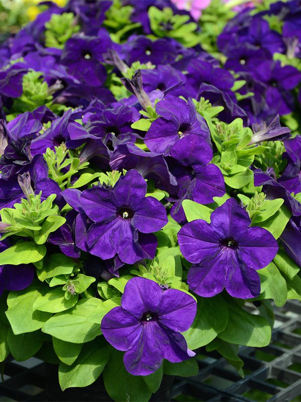 พิทูเนียดอกใหญ่ ลิมโบ้ Limbo - Image 7