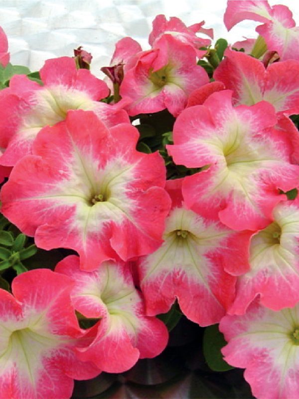 พิทูเนียดอกใหญ่ ลิมโบ้ Limbo - Image 9