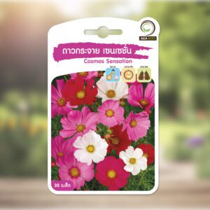 ดาวกระจาย เซนเซชั่น Cosmos Sensation