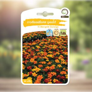 ดาวเรืองฝรั่งเศส ดูแรงโก้  Fr.Marigold Durango