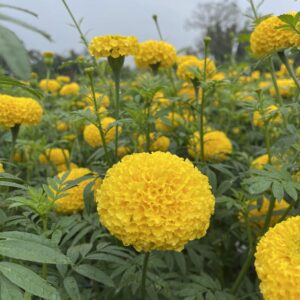 โซนิค เยลโล่  Sonic Yellow