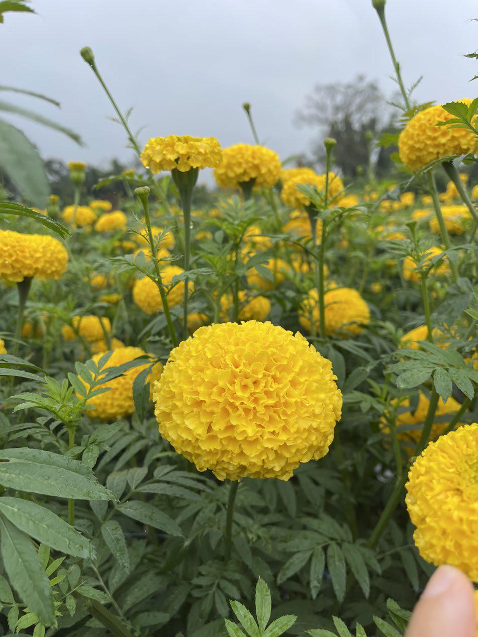 โซนิค เยลโล่ Sonic Yellow