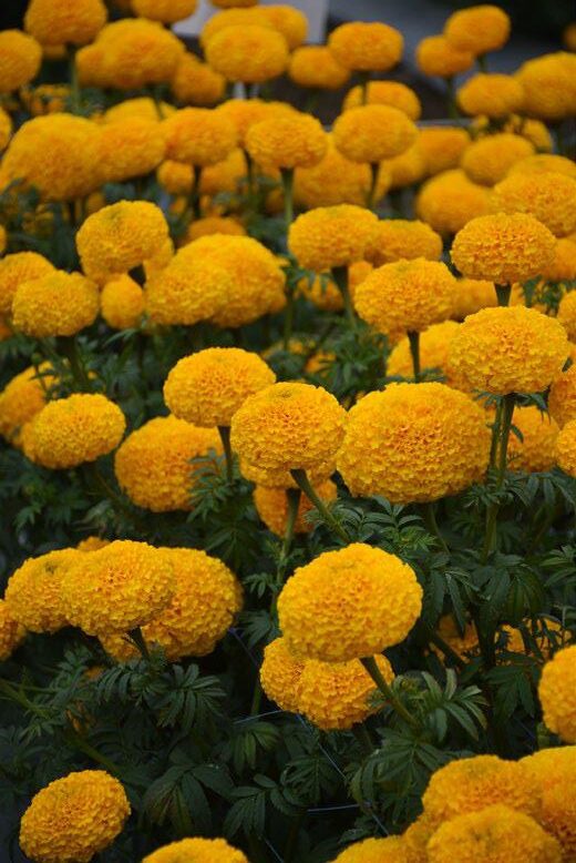 ธันเดอร์ ดีพ โกลด์ Thunder Deep Gold - Image 2