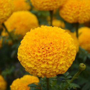 ธันเดอร์ ดีพ โกลด์ Thunder Deep Gold